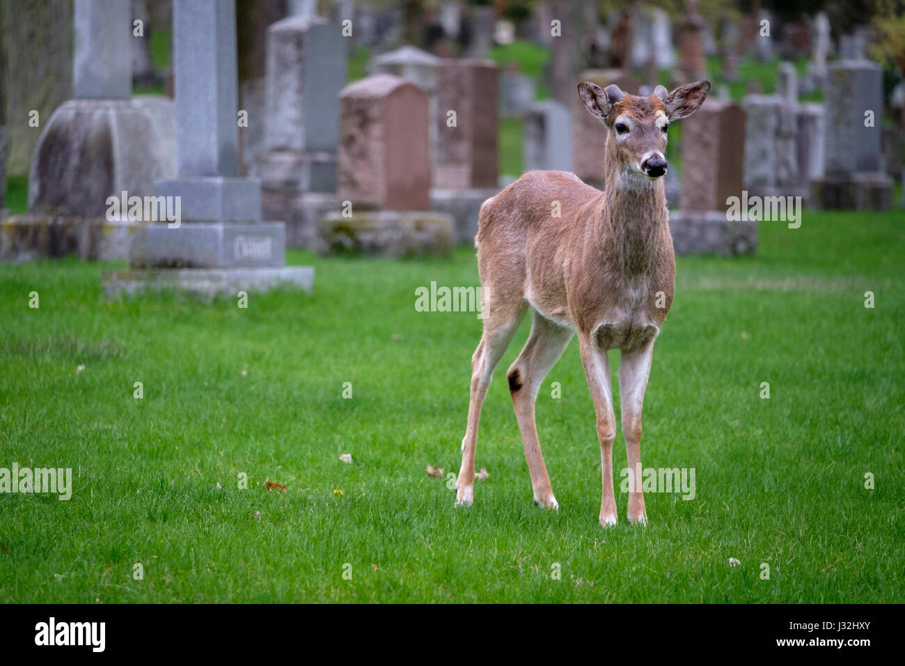 Junge männliche weiß - angebundene Rotwild (Odocoileus Virginianus), buck, stehend in einer Wiese, grasgrün, ein Tier, Friedhof, London, Ontario, Kanada. Stockfoto