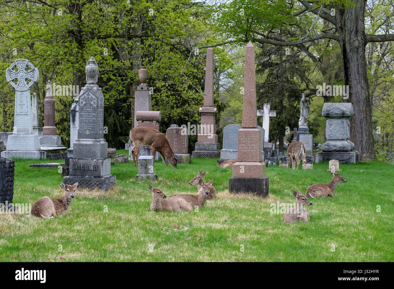Gruppe von jungen weiß - angebundene Rotwild (Odocoileus Virginianus), Männlich, Weiblich, Doe, Buck, städtische Umwelt, Stadtfriedhof, London, Ontario, Kanada. Stockfoto