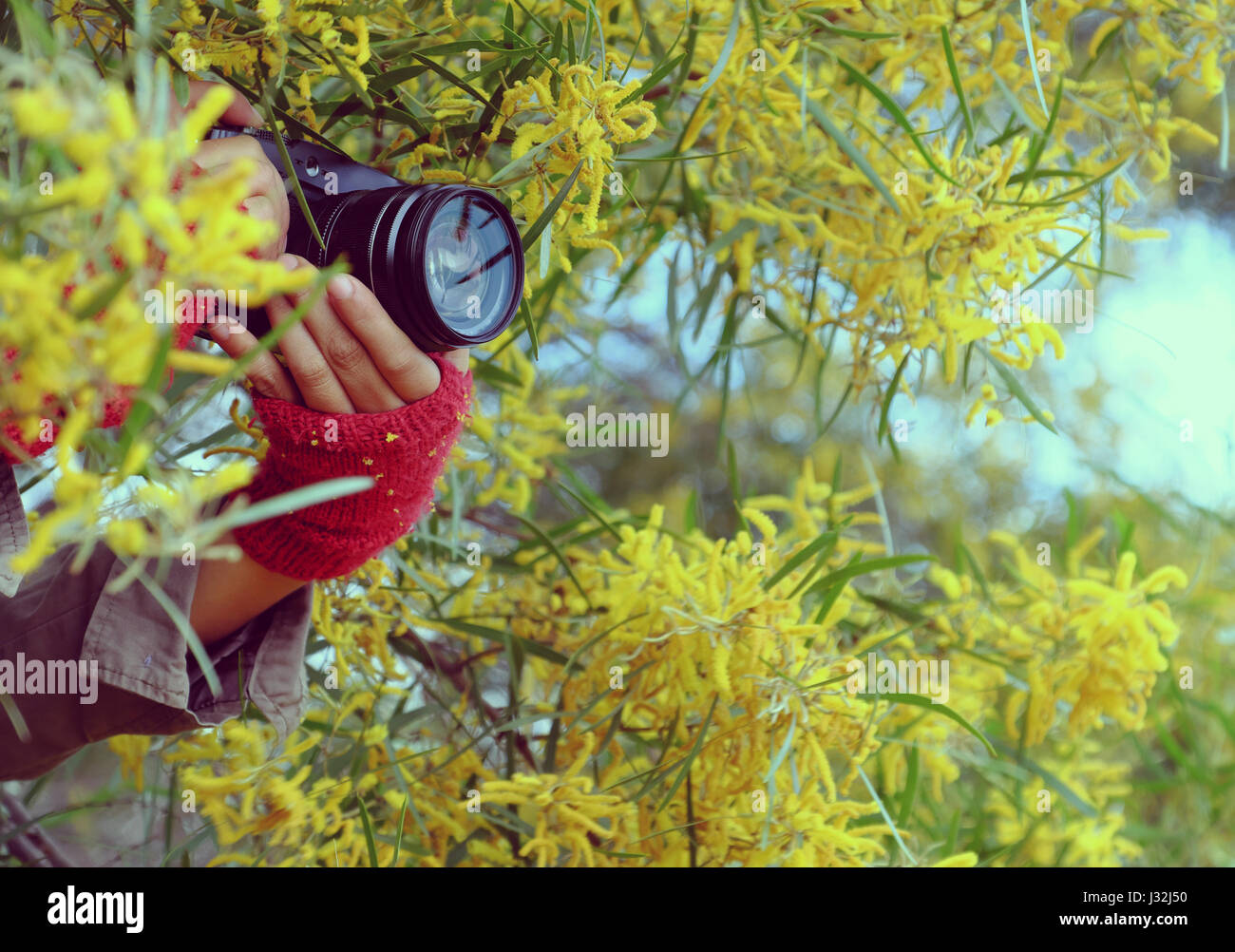 Frau Hand mit Kamera fotografieren auf gelbe Blume Hintergrund, Fotografin mit Leidenschaft in der Fotografie Stockfoto