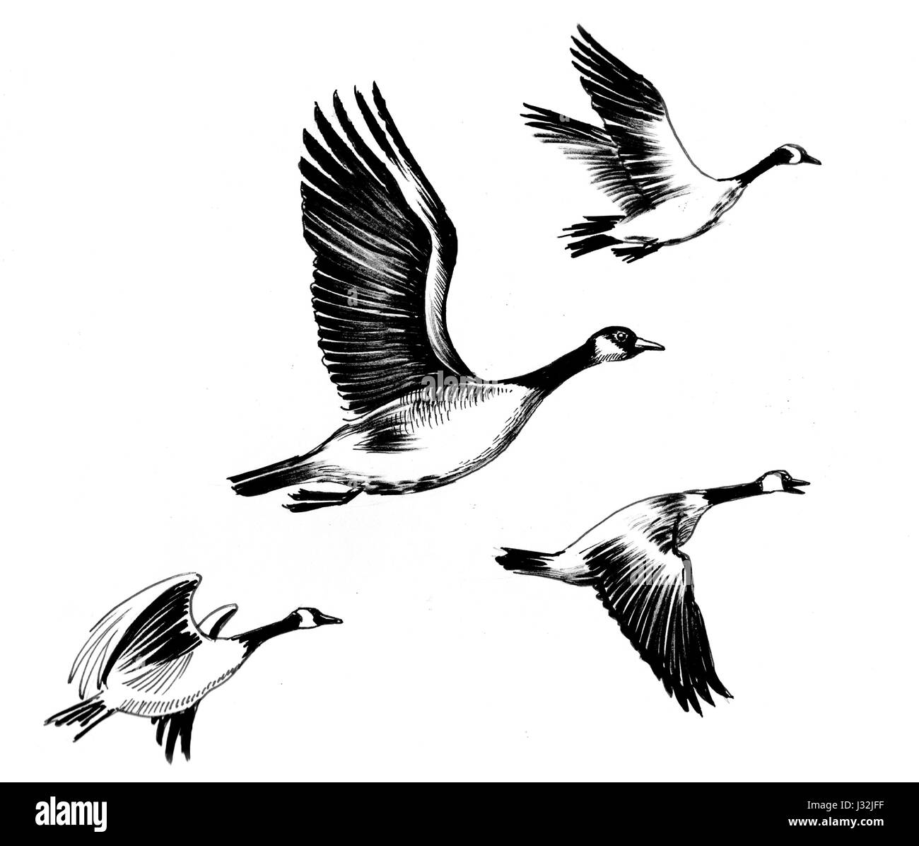 Fliegende Gänse Stockfoto