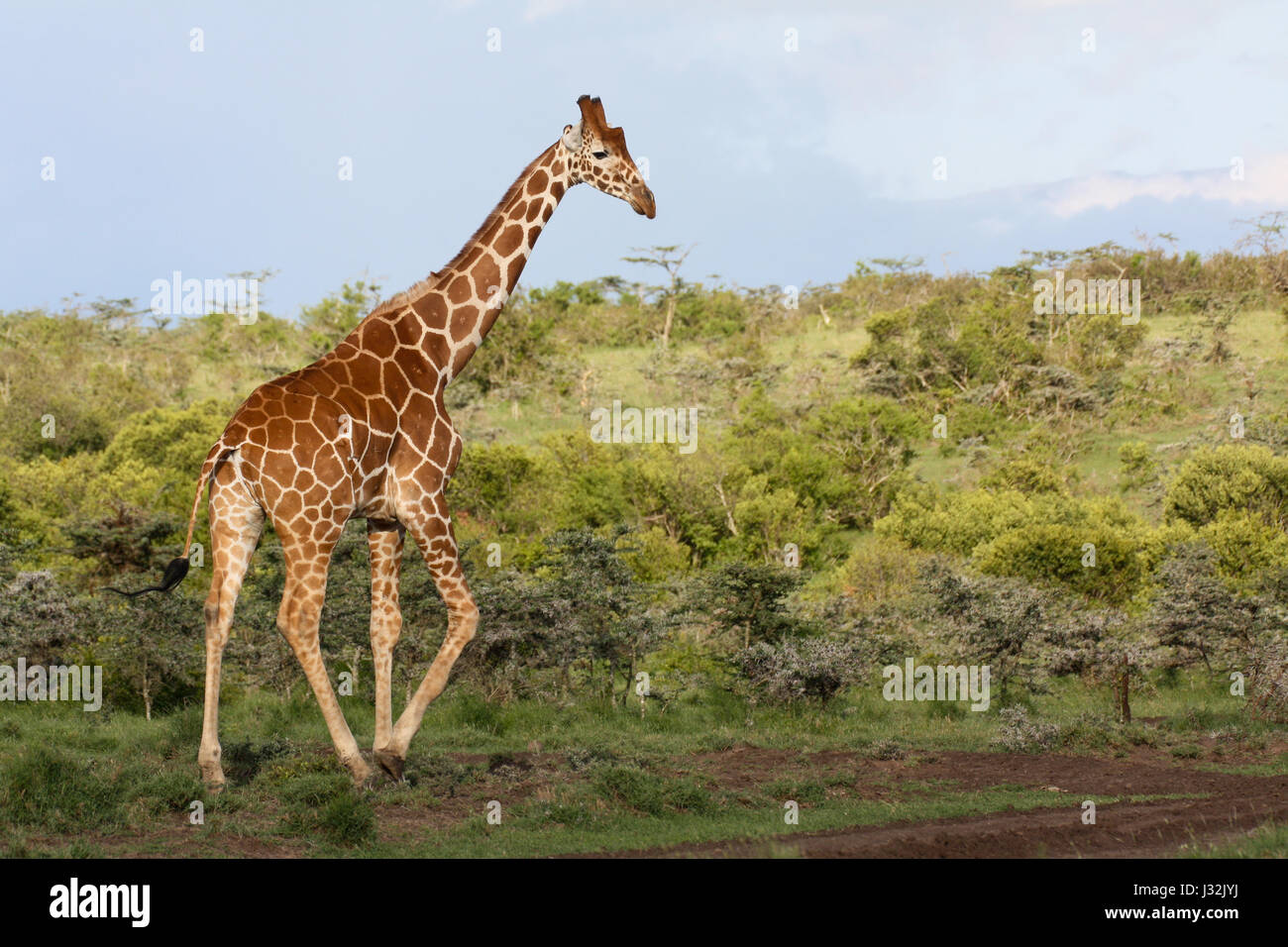 Eine große Giraffe (Giraffa Plancius) wandelt unter grünen Büschen. OL Pejeta Conservancy, Kenia. Stockfoto