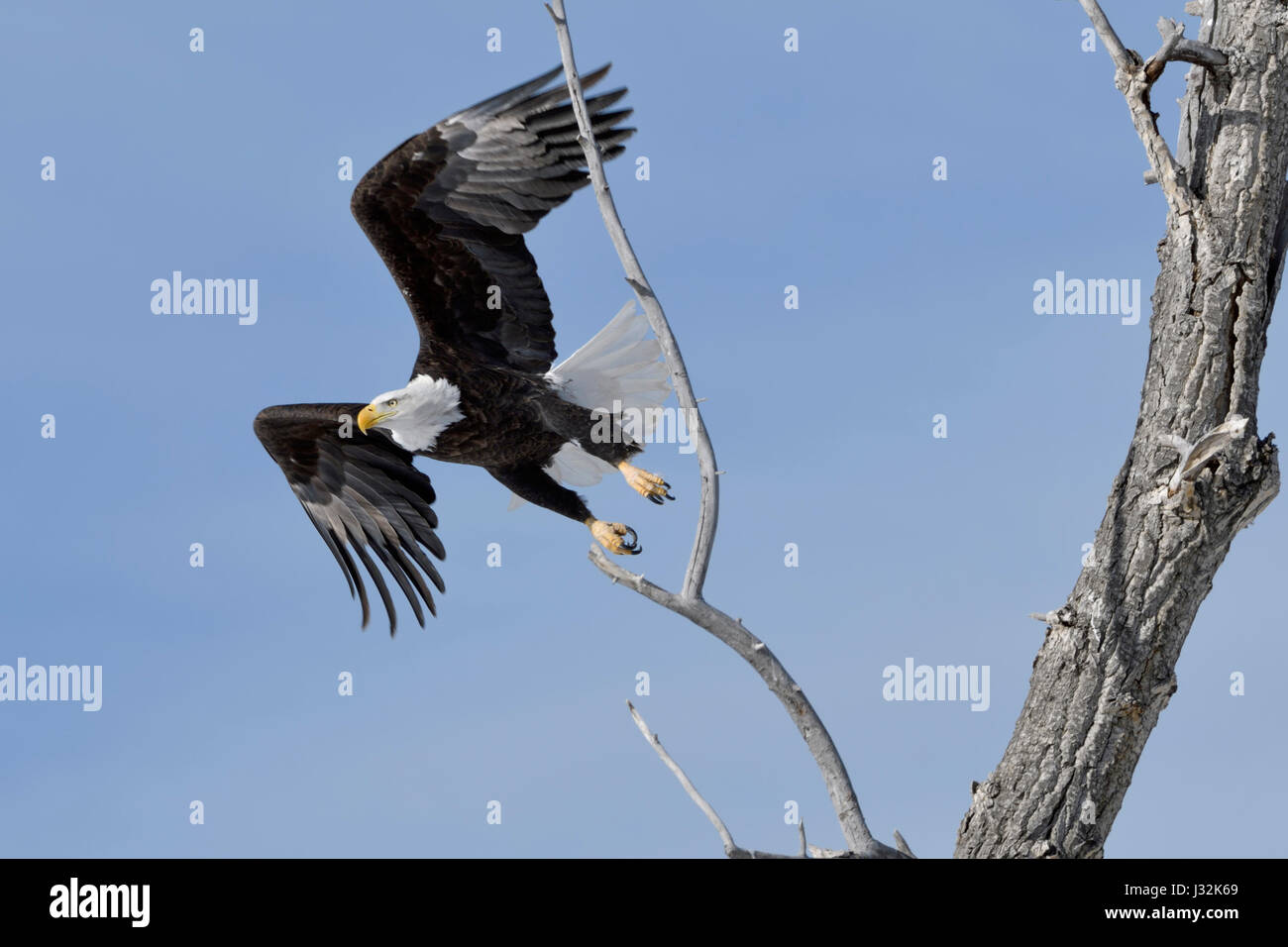 Weißkopf-Seeadler / Weisskopfseeadler (Haliaeetus Leucocephalus), an einem schönen Wintertag Erwachsenen ausziehen aus Pappel Baum, Yellowstone, Montana, USA. Stockfoto