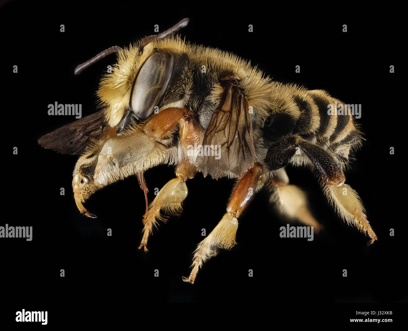 Megachile Albitarsis, M, Seite, FL, Torreya 2014-10-20-1608 33140505272 o Stockfoto