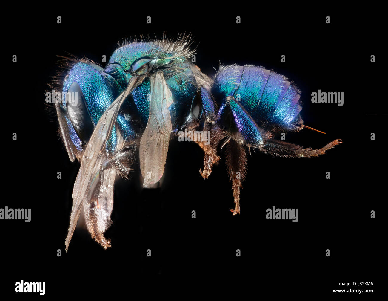 Dieses Bild zeigt die weibliche Osmia bruneri, eine Art von freimaurerbiene, die am 20. November 2015 im Lincoln County, Wyoming, fotografiert wurde. Das Insekt wird in seiner natürlichen Umgebung gezeigt und bietet eine Nahaufnahme seiner physischen Merkmale. Stockfoto
