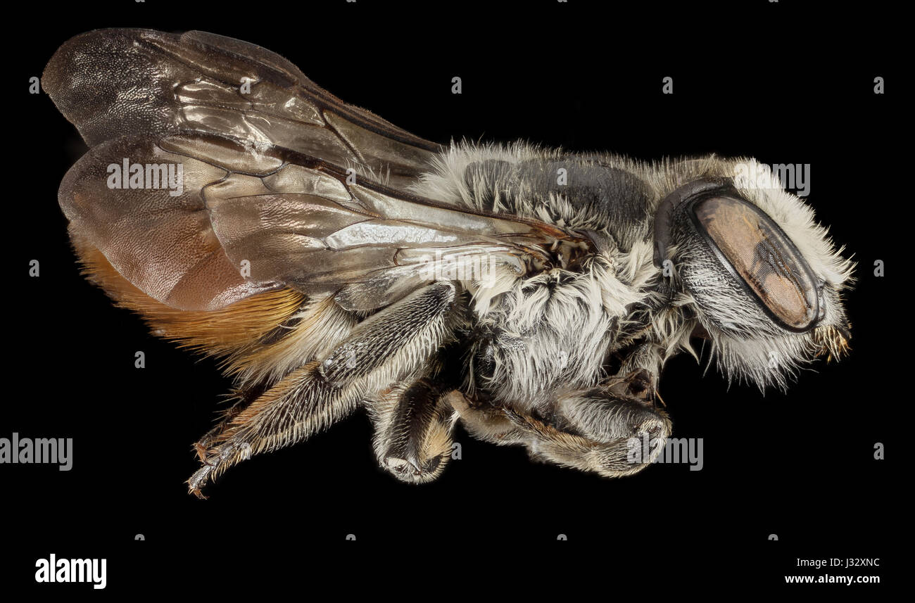 Megachile Chlorura, F, Seite, HI, Maui County 2014-08-22-1623 33233179036 o Stockfoto