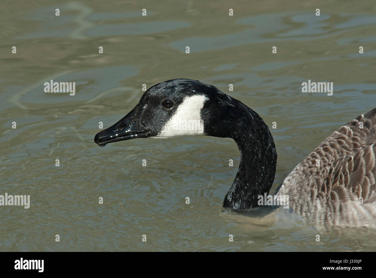 Kanadagans (Branta Canadensis), Manitoba, Kanada Stockfoto