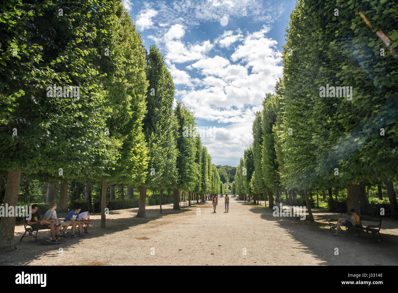 Straße mit Bäumen von Schloss Schönbrunn, Wien, Österreich Stockfoto