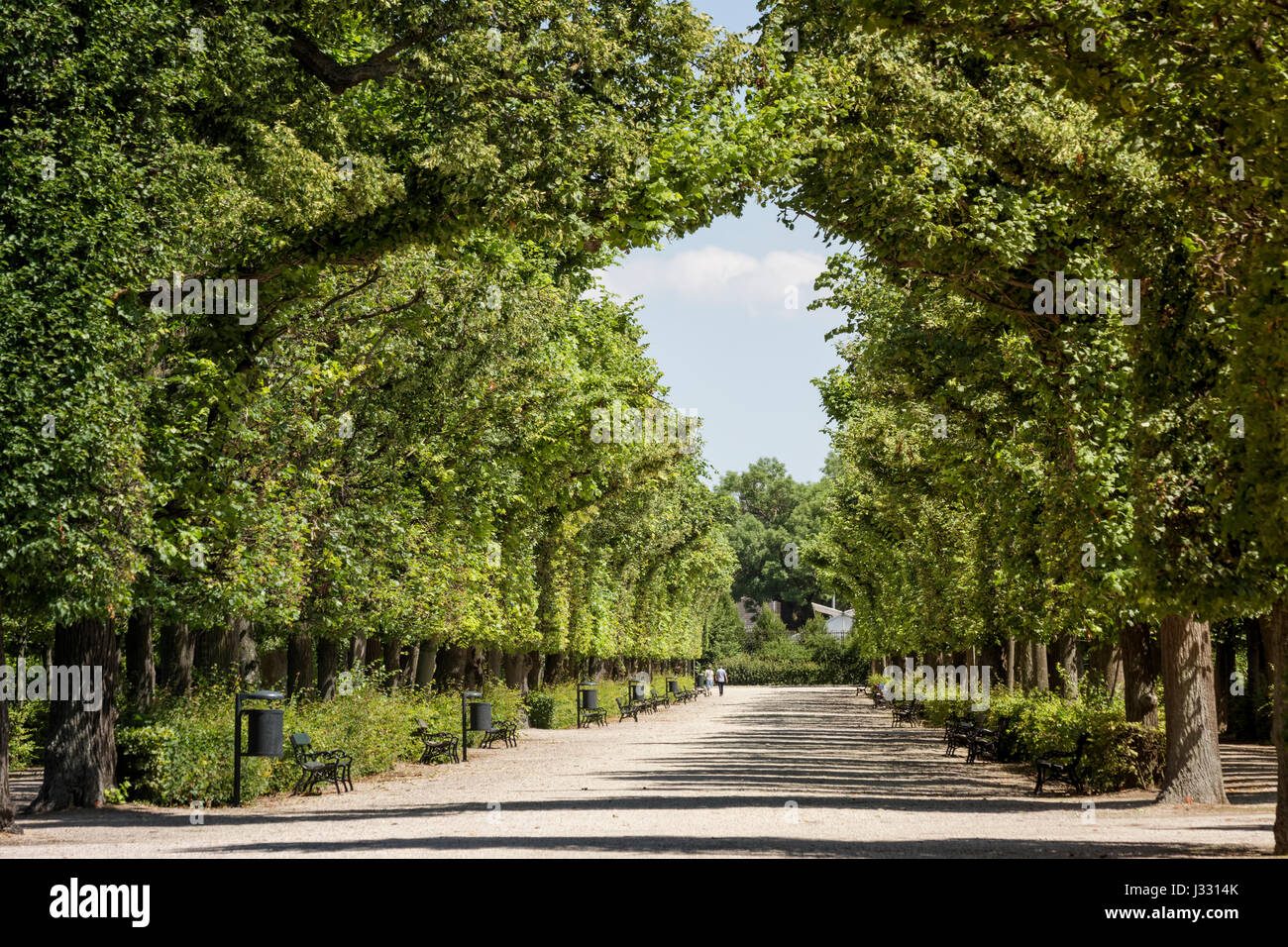 Straße mit Bäumen von Schloss Schönbrunn, Wien, Österreich Stockfoto