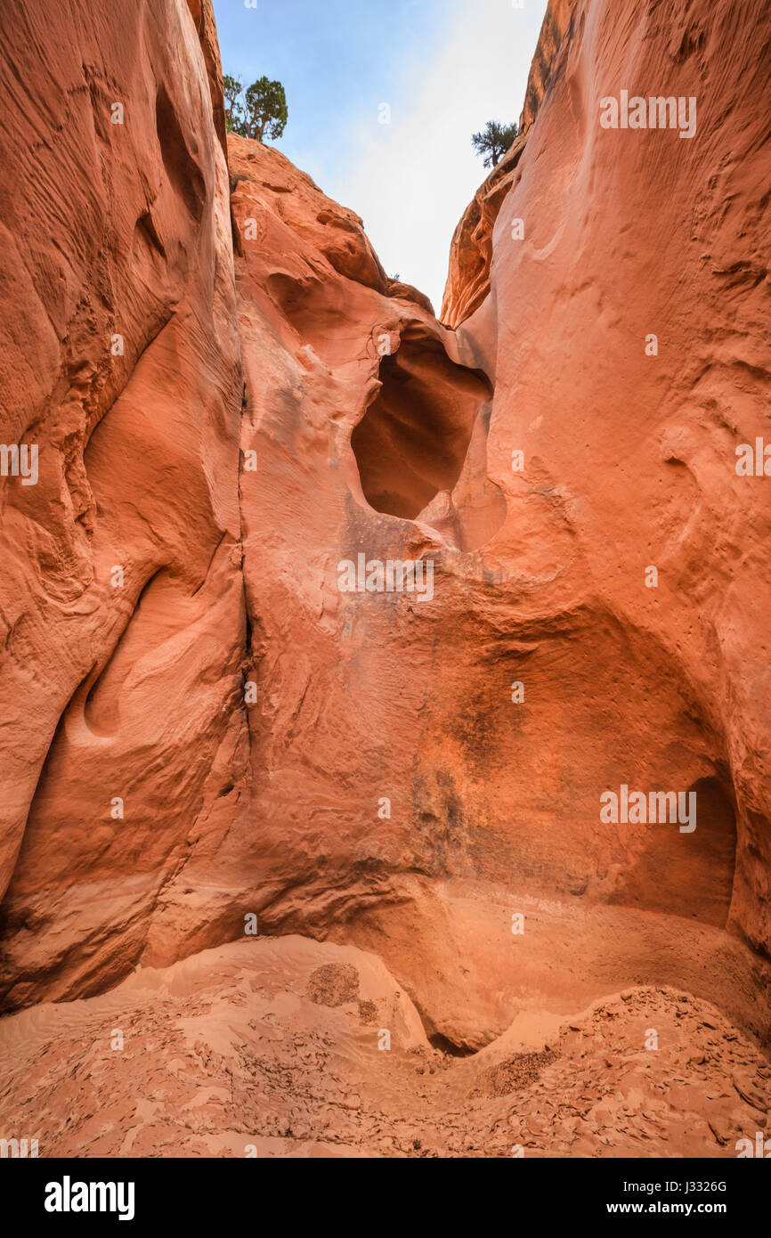 Bighorn Canyon in der Harris-Waschbecken in der Nähe von Escalante, utah Stockfoto
