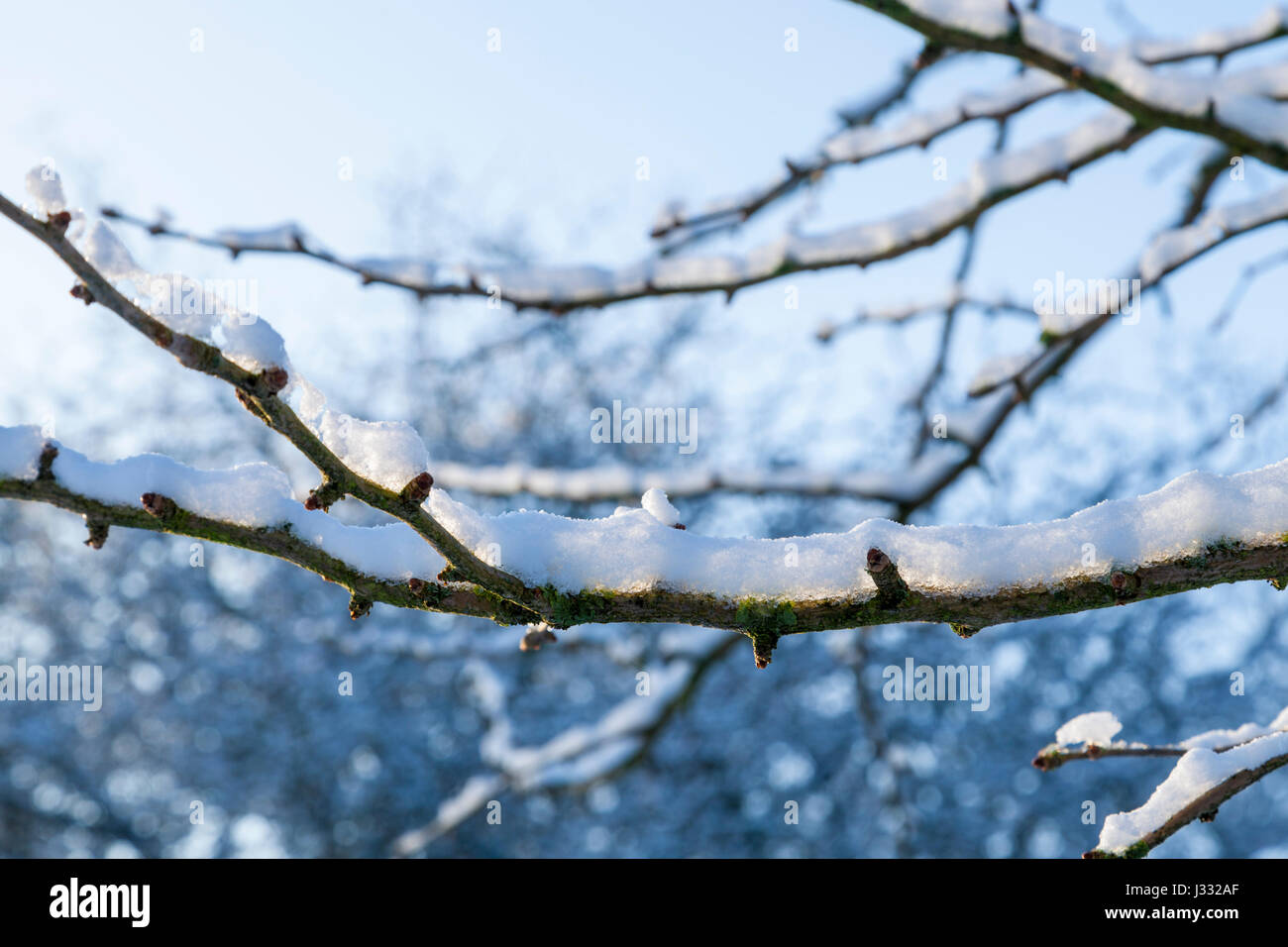 Schnee auf den Ästen und Zweigen eines Baumes an einem kalten Tag im Winter, England, Großbritannien Stockfoto