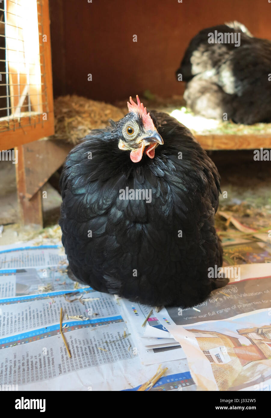 Kleine schwarze Huhn (Gallus gallus domesticus) auf Zeitung drinnen an einer britischen Animal Sanctuary sitzen Stockfoto