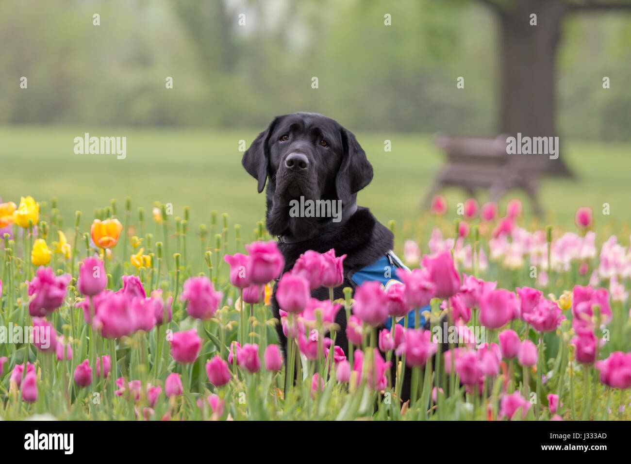 Ein schwarzer Labrador-Retriever steht unter gelb und rosa Tulpen im Frühling Stockfoto