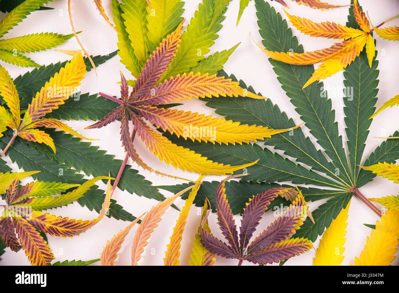 Frisch geernteten Cannabis Blätter Muster isoliert auf weißem Hintergrund - medizinisches Marihuana-Konzept Stockfoto
