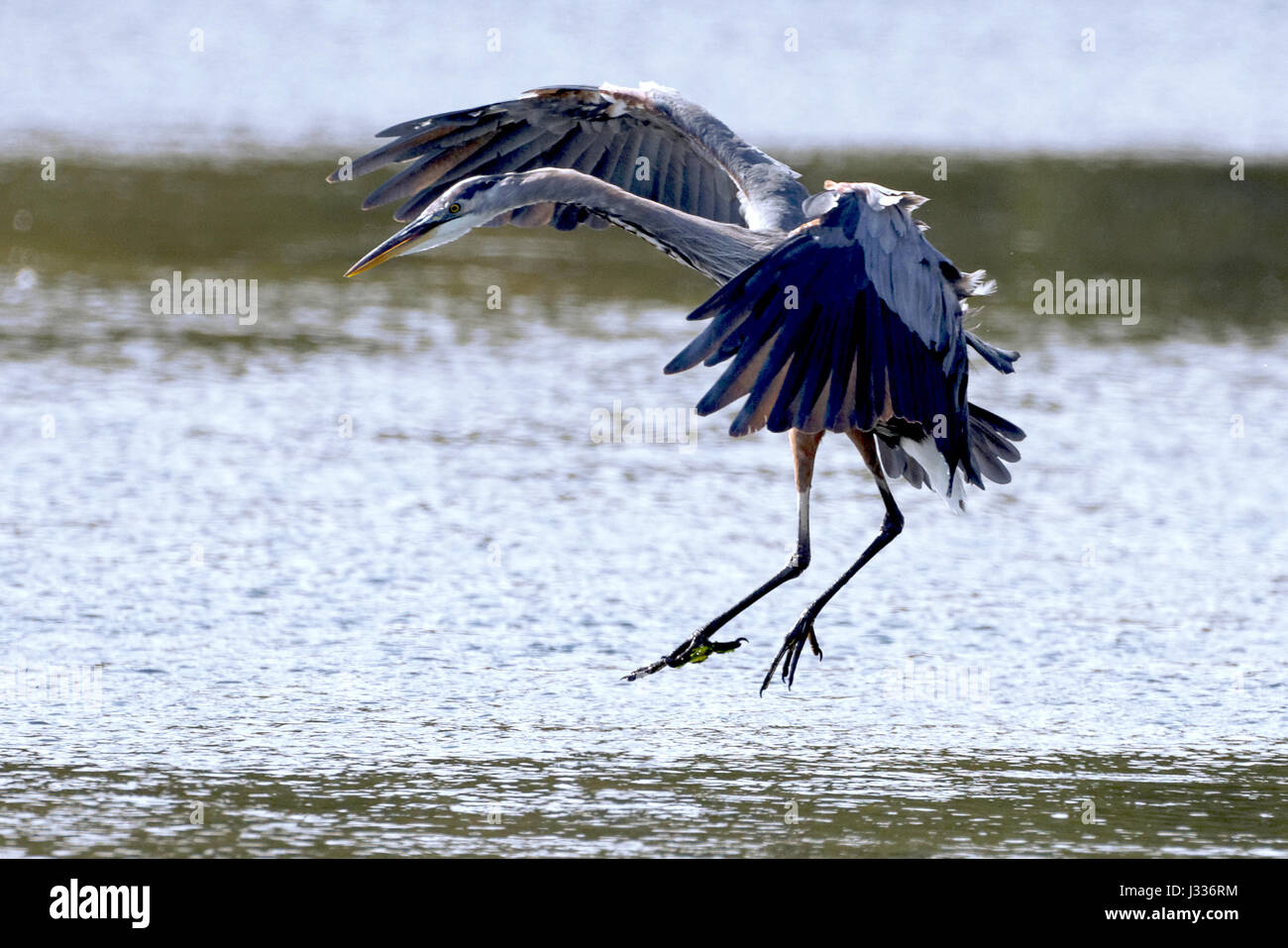 Great Blue Heron Stockfoto