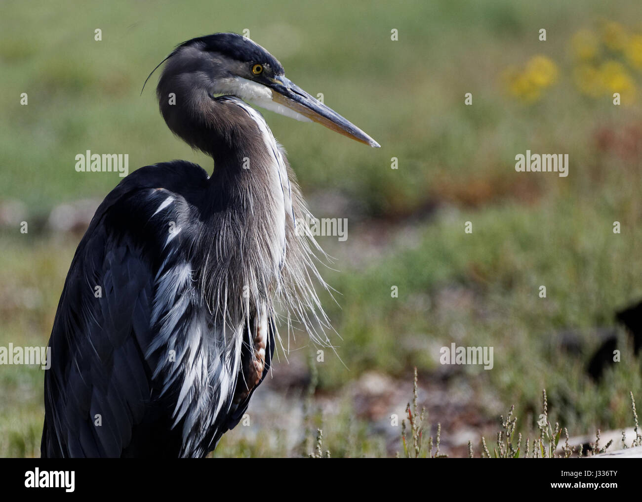 Great Blue Heron Stockfoto