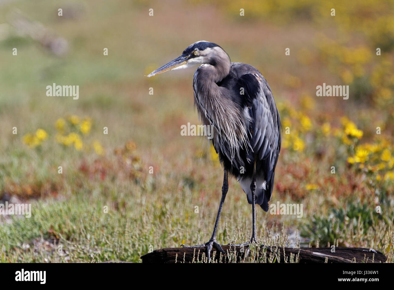 Great Blue Heron Stockfoto