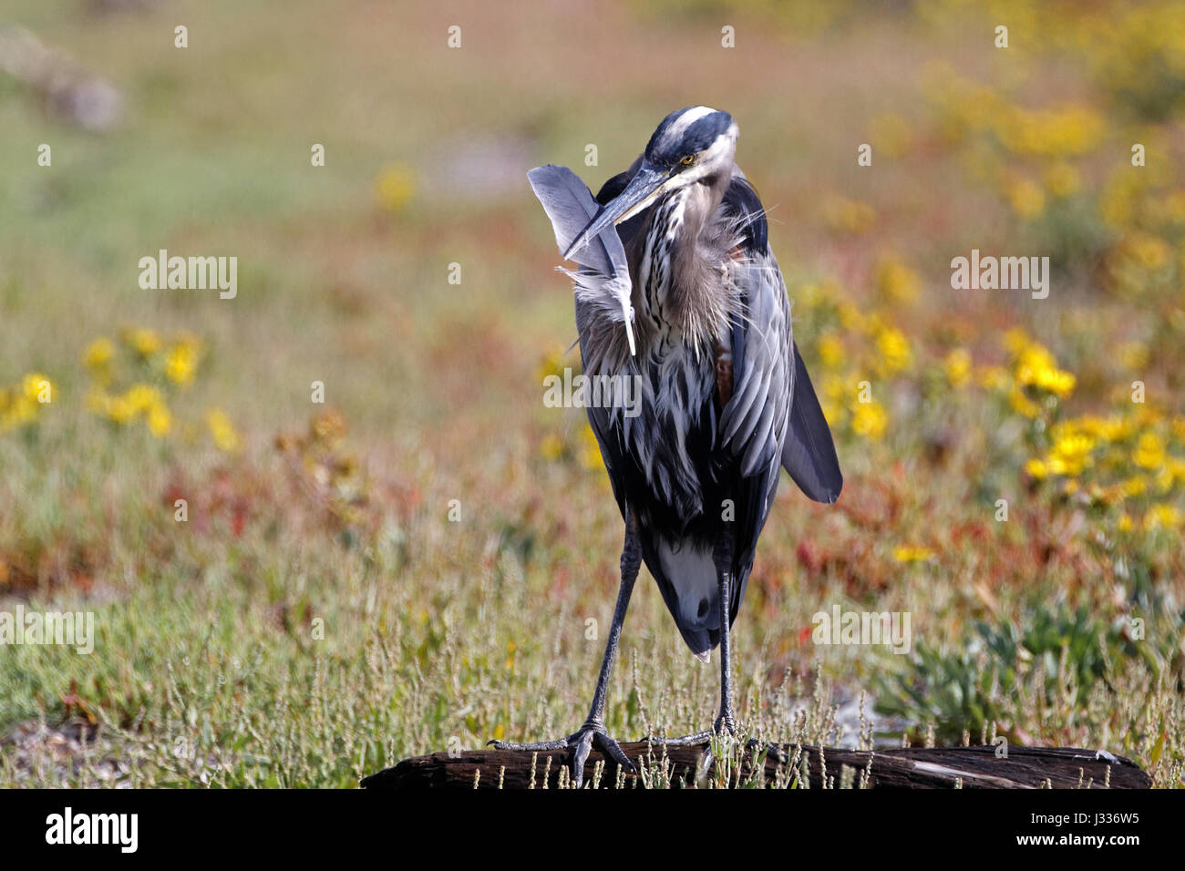 Great Blue Heron Stockfoto