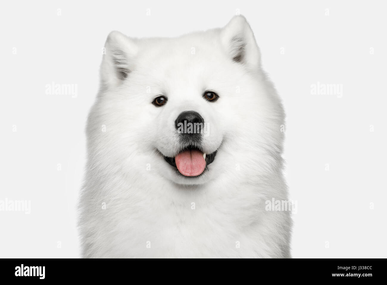 Samoyed Hund isoliert auf weißem Hintergrund Stockfoto