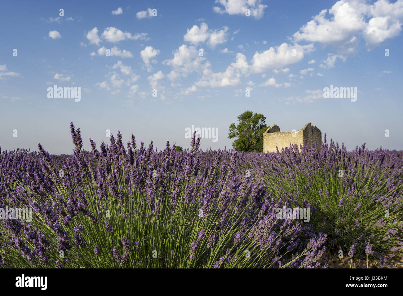 Lavender Field, Lavandula Angustifolia, Plateau de Valensole, Provence-Alpes-Cote d ' Azur, Frankreich Stockfoto