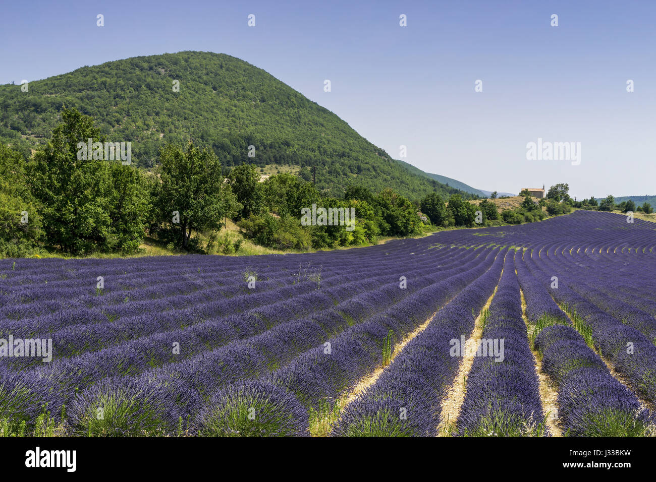 Lavendel Feld mit Kapelle, Montagne de Lure, Vaucluse, Provence-Alpes-Cote d ' Azur, Frankreich Stockfoto