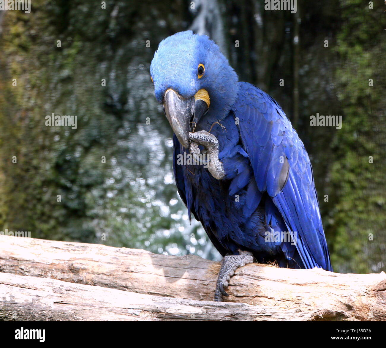 South American Hyazinth-Ara (Anodorhynchus Hyacinthinus). Größten Papageienarten in der Welt fand in Brasilien, Bolivien und Paraguay. Stockfoto