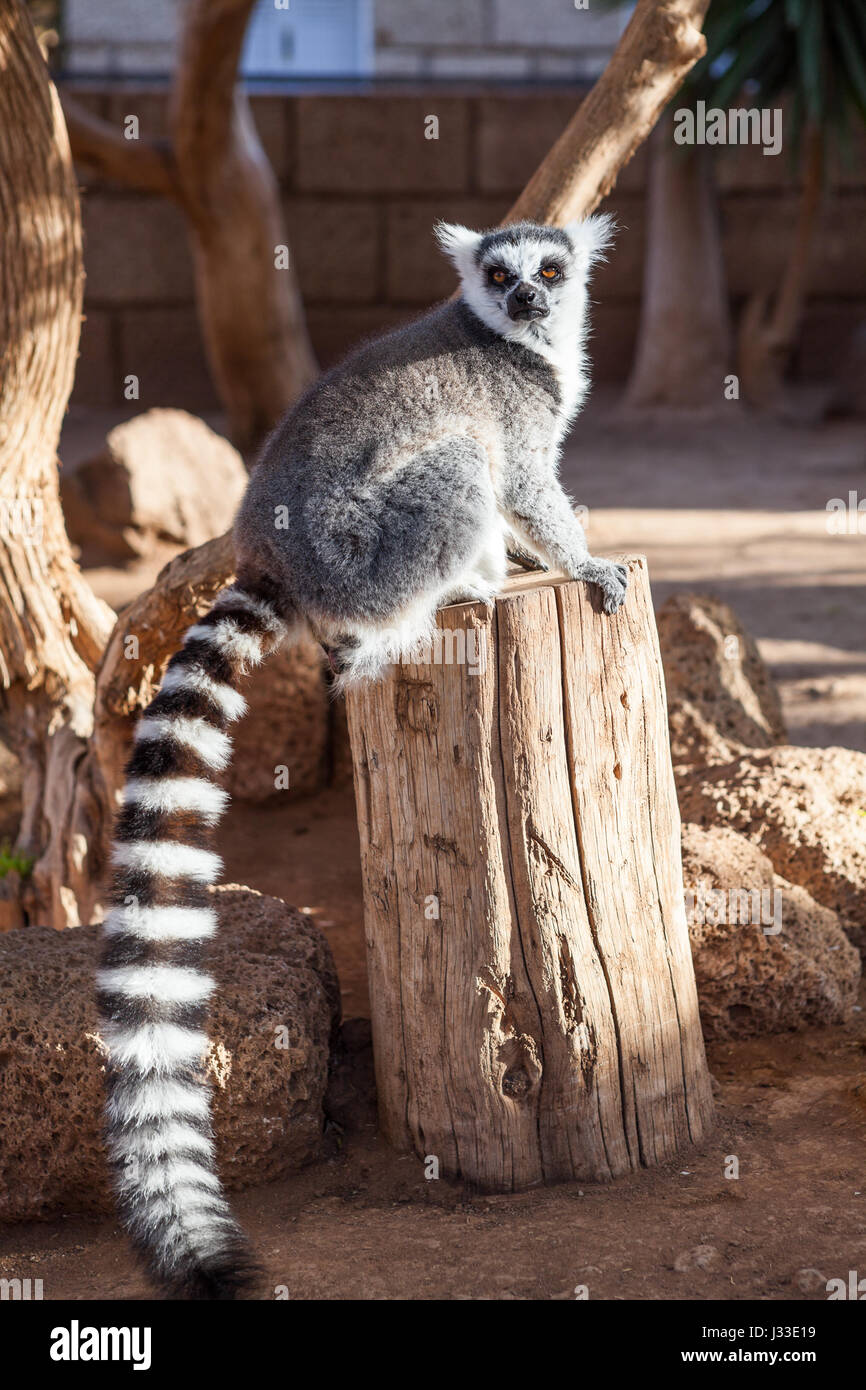 Der Katta (Lemur Catta) mit langen, schwarzen und weißen beringten Rute im Gehäuse sitzen Stockfoto