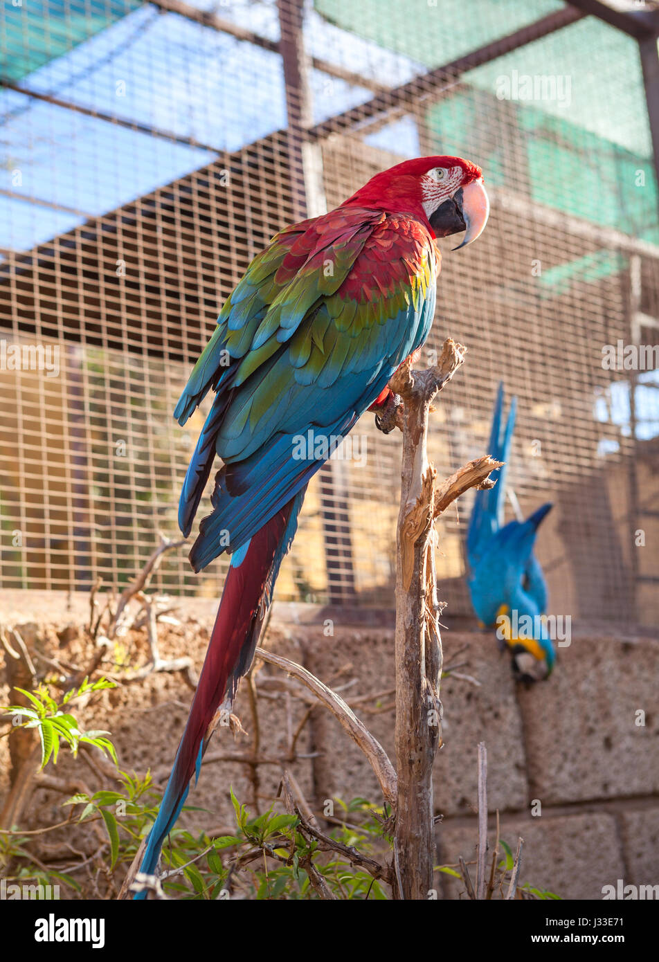 Offenen Käfig mit großen roten und blauen Flügel Papageien, Teneriffa, Spanien Stockfoto