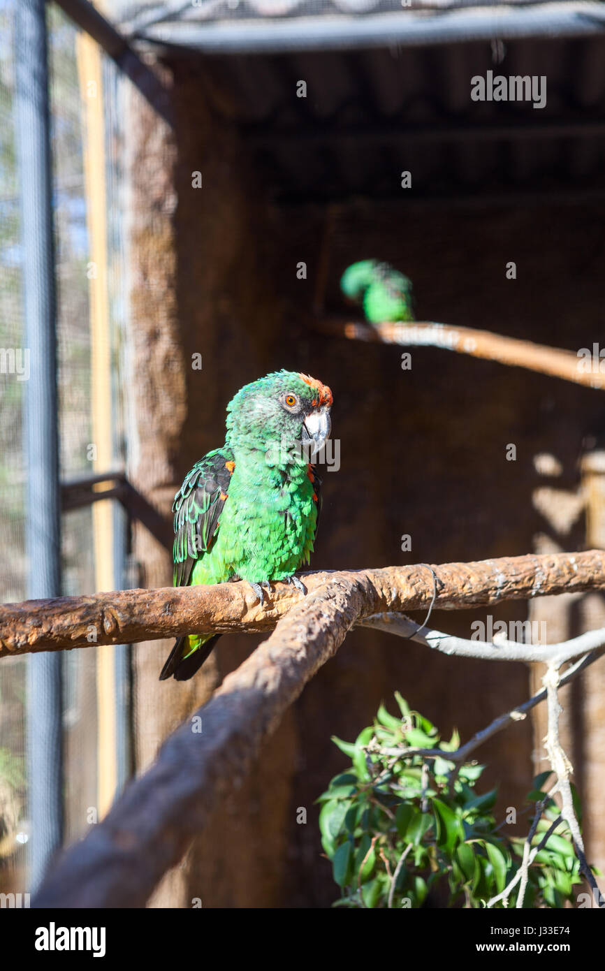 Offenen Käfig mit zwei großen grünen Jardine (Jardinero) Papageien sitzen auf Ästen Stockfoto