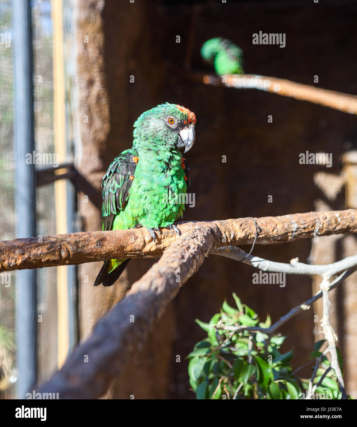 Offenen Voliere mit zwei großen grünen Jardine (Jardinero) Papageien sitzen auf Ästen Stockfoto