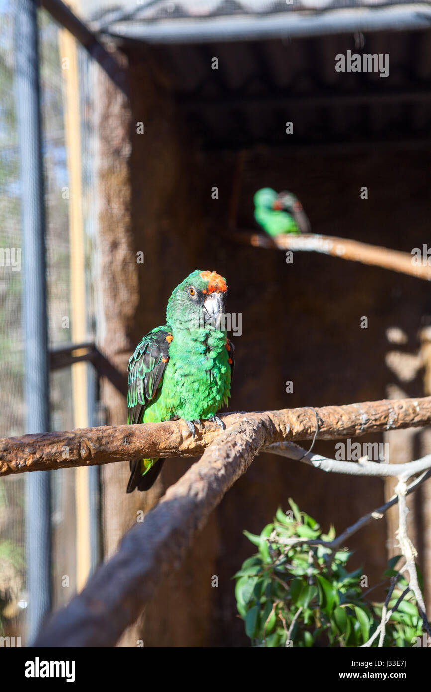 Voliere mit zwei großen grünen Jardine (Jardinero) Papageien sitzen auf Ästen eröffnet. Teneriffa, Kanarische, Spanien in Voliere Stockfoto