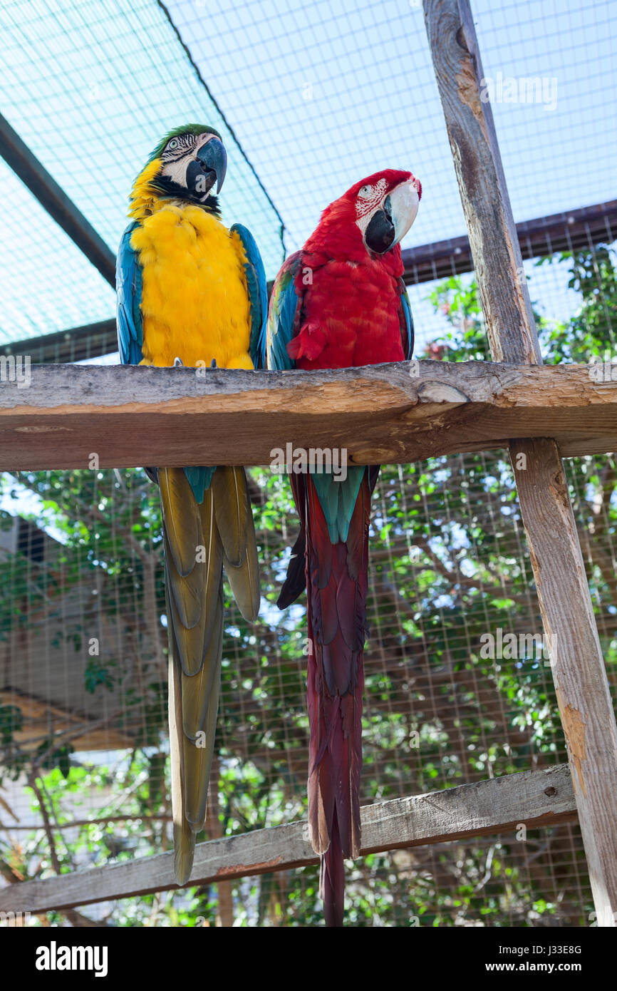 Zwei große Papageien sitzen zusammen auf Barsch. Gelbe und Rote Truhen mit blauen Flügeln Stockfoto