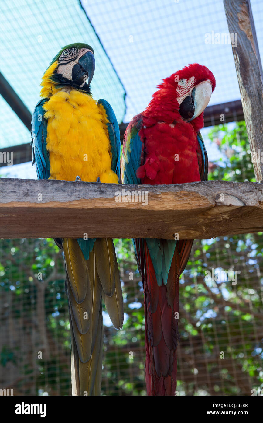Nahaufnahme von zwei Ara Papageien sitzen auf dem Hochsitz. Bunte stromlinienförmigen Körper und große Köpfe mit einem Haken Unterkiefer oder Schnabel Stockfoto