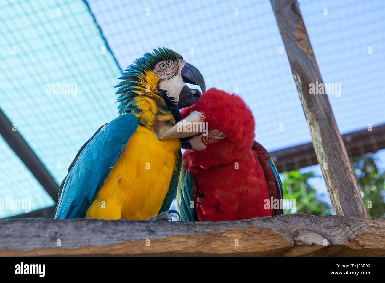 Zwei Ara Papageien sitzen auf dem Hochsitz. Bunte stromlinienförmigen Körper und große Köpfe mit einem Haken Unterkiefer oder Schnabel Stockfoto