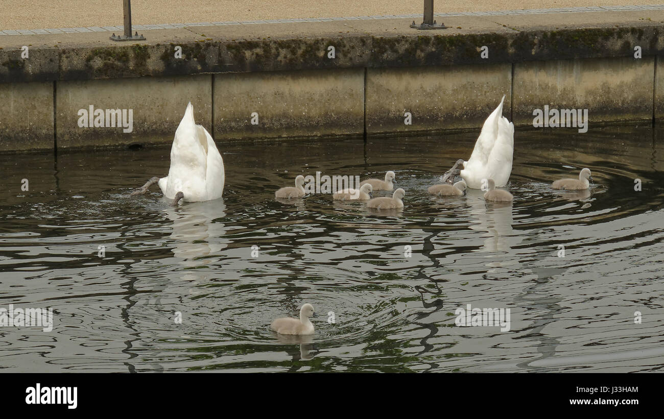 Schwäne auf dem Forth-Clyde canal Familienkonzept Elternschaft symbolischen Schuss Stockfoto