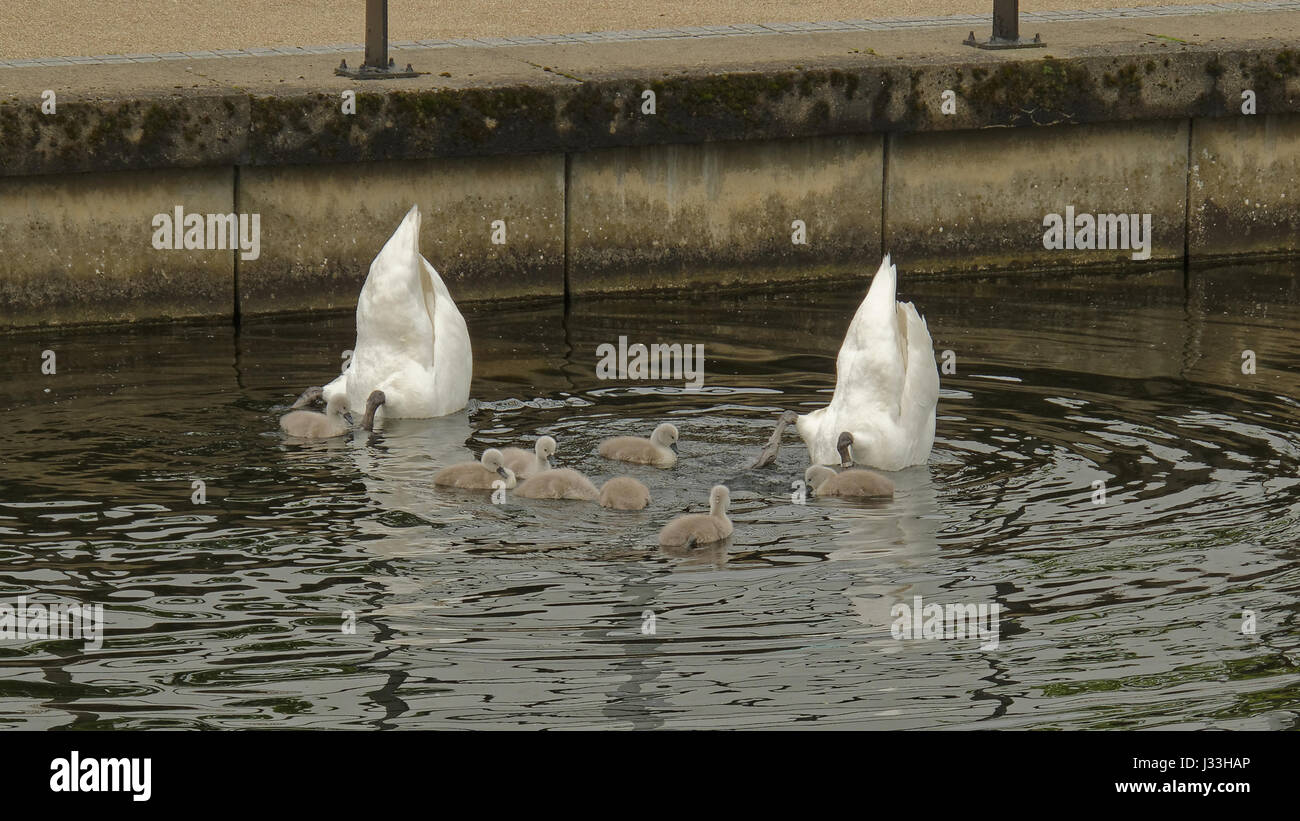 Schwäne auf dem Forth-Clyde canal Familienkonzept Elternschaft symbolischen Schuss Stockfoto