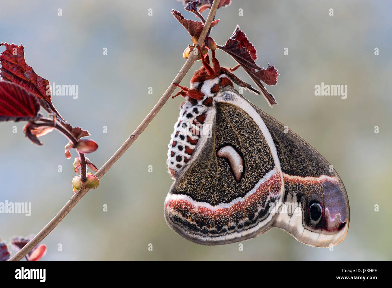 Glover es Silkmoth (Hyalophora Gloveri), züchten, Tirol, Österreich Stockfoto