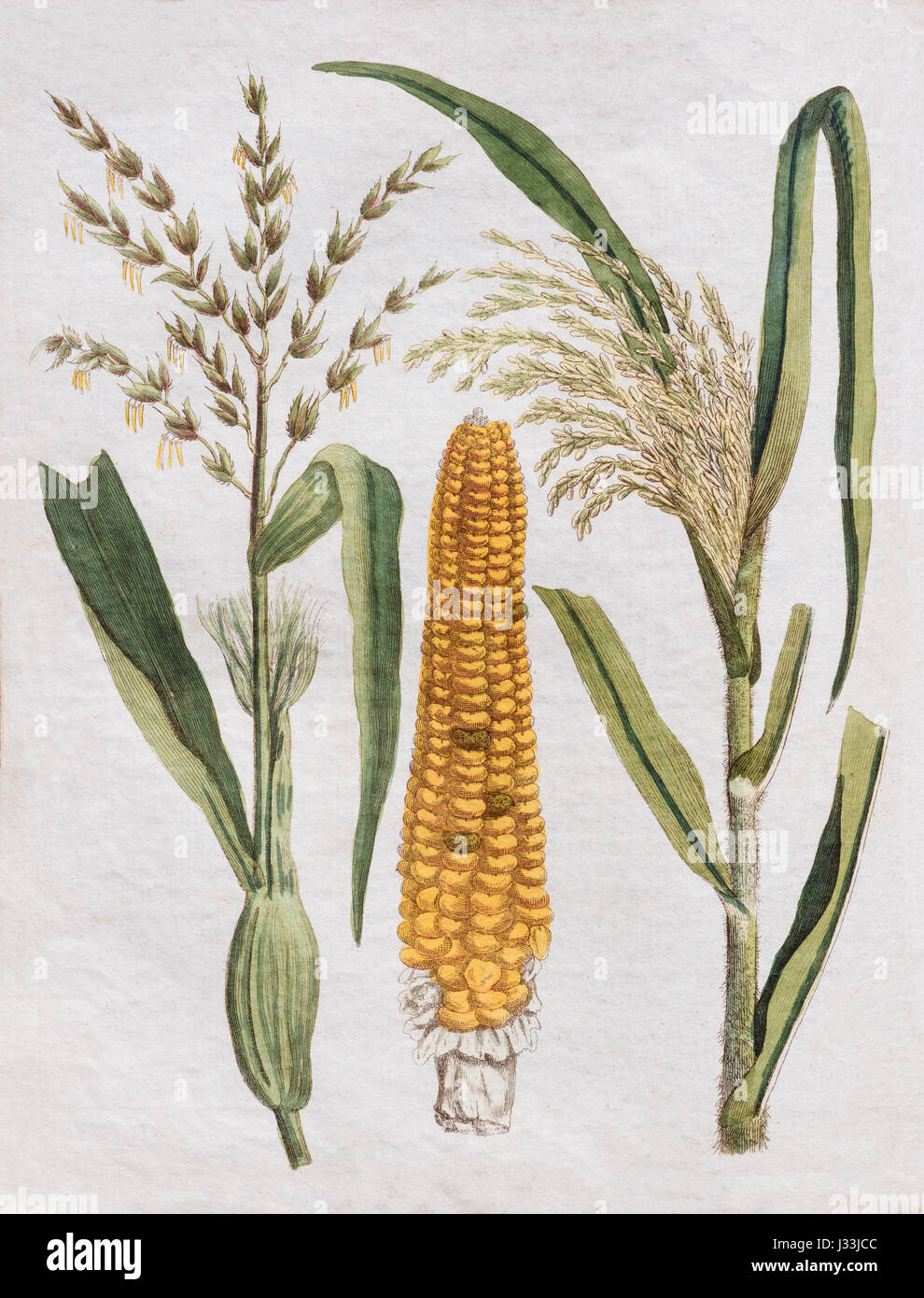 Mais (Zea Mays) und Maiskolben, handkoloriert Kupferstich von Friedrich Justin Bertuch Bilderbuch für Kinder Stockfoto
