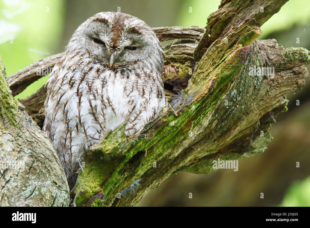 Murmeltier (Strix Aluco) sitzt im Baum schlafen Baum, Hessen, Deutschland Stockfoto