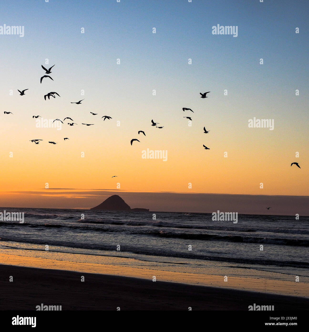 Ein Ozeanstrand bei Sonnenuntergang, Möwen fliegen Nacht Roost, Moutohora Insel am Horizont. Ohiwa, Bay of Plenty, New Zealand. Stockfoto