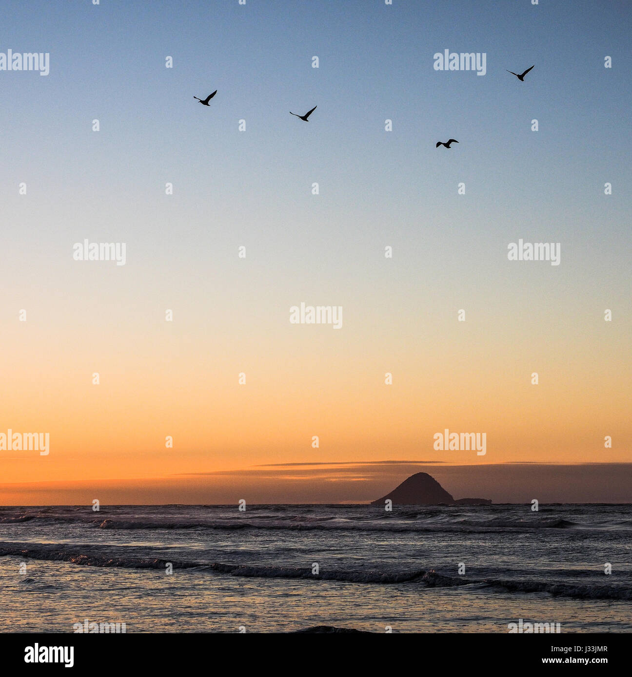 Ein Ozeanstrand bei Sonnenuntergang, Möwen fliegen Nacht Roost, Moutohora Insel am Horizont. Ohiwa, Bay of Plenty, New Zealand. Stockfoto