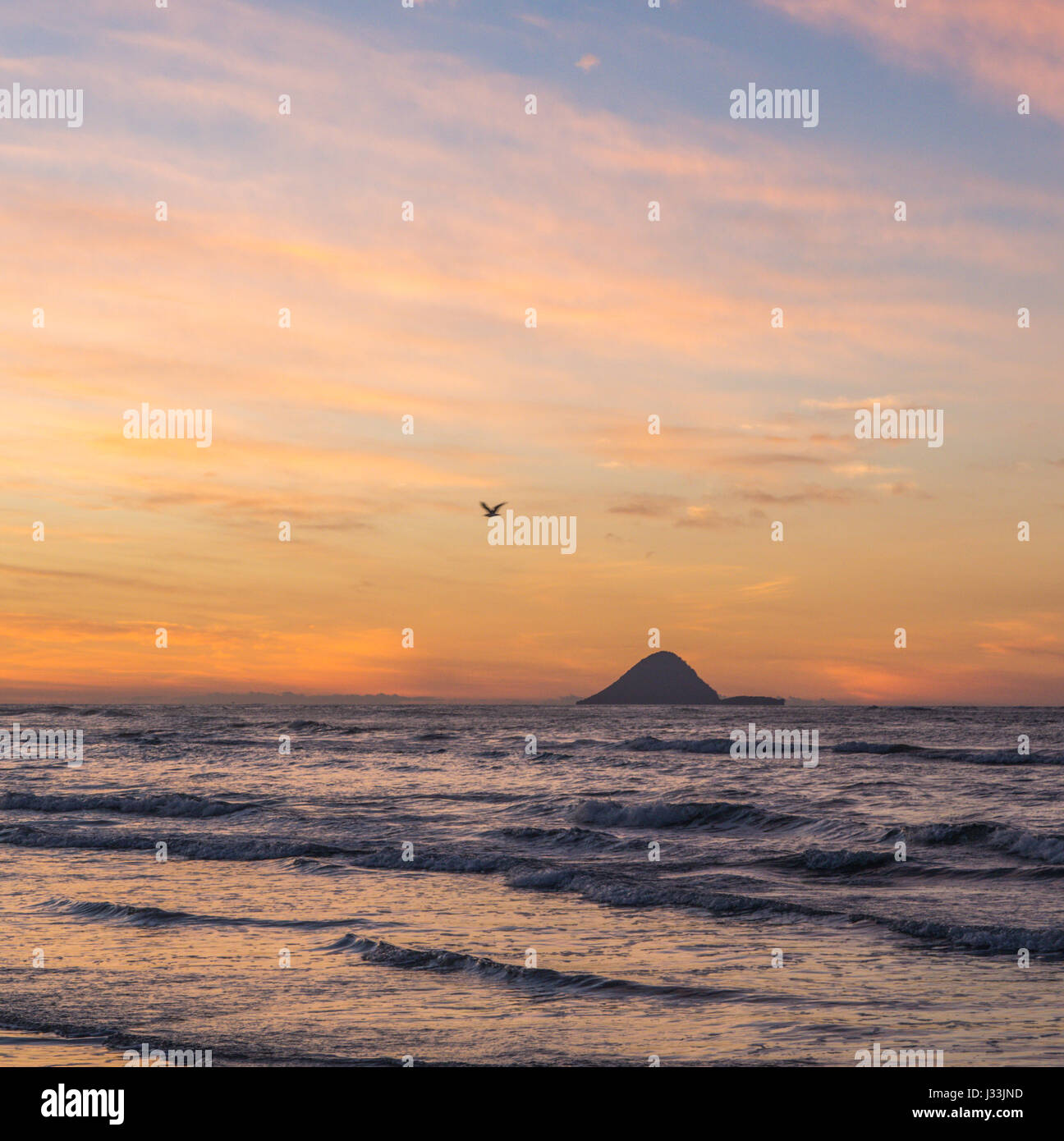 Ein Ozeanstrand bei Sonnenuntergang, Möwen fliegen Nacht Roost, Moutohora Insel am Horizont. Ohiwa, Bay of Plenty, New Zealand. Stockfoto