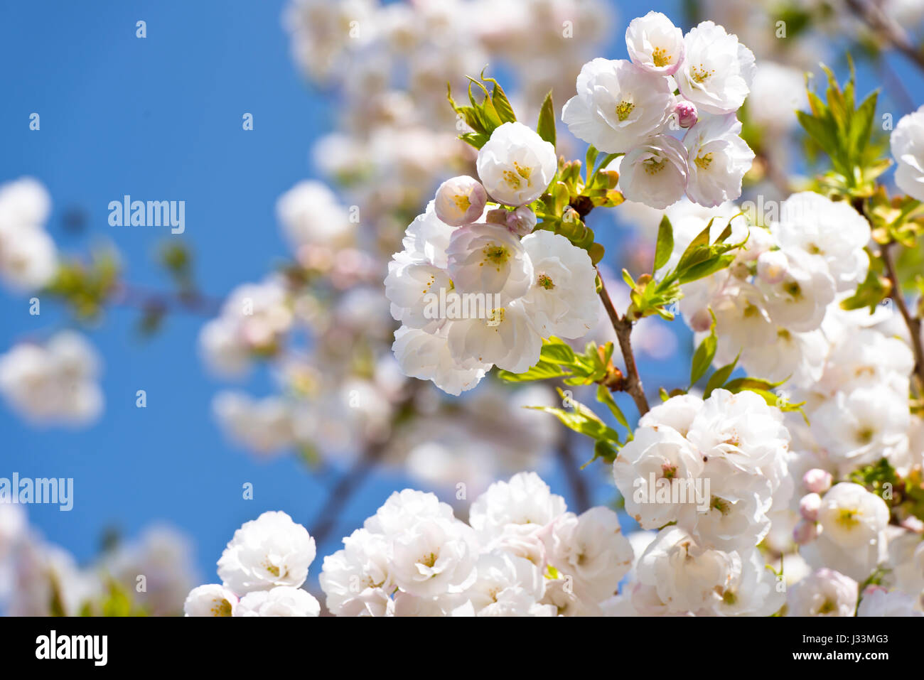 Blütenstand Frühlingsblumen, beleuchtete helle Sonne am blauen Himmelshintergrund Stockfoto
