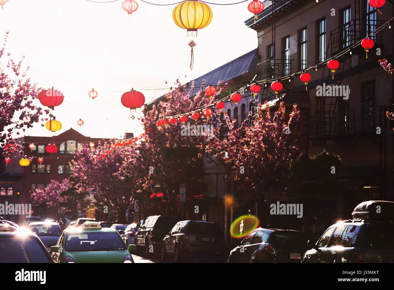 Kirschblüten am Fisgard St.  Victoria BC Kanada Stockfoto