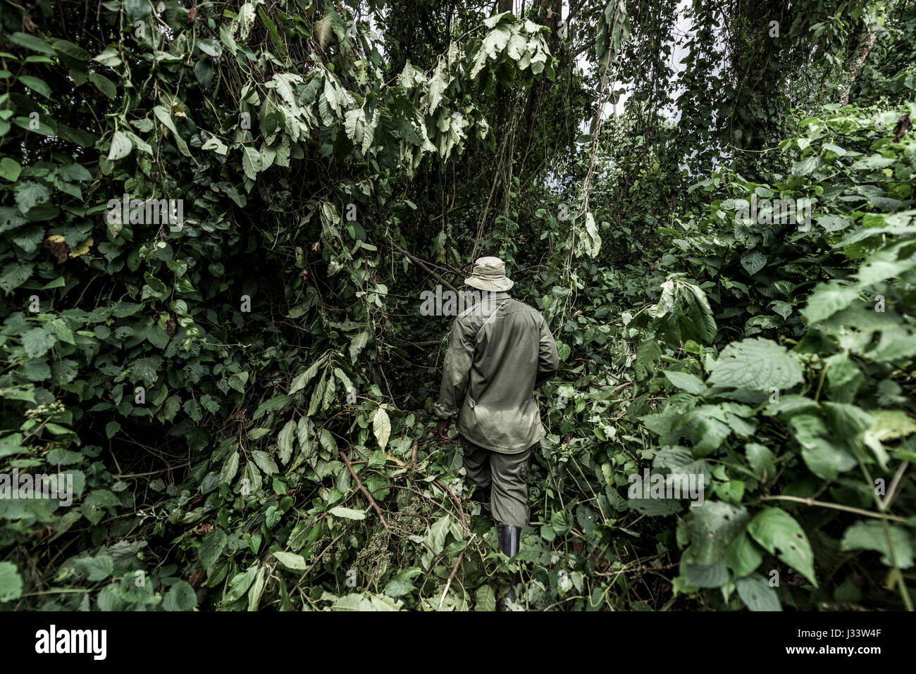 Führen Sie im alten Wald, Nord-Kivu Stockfoto