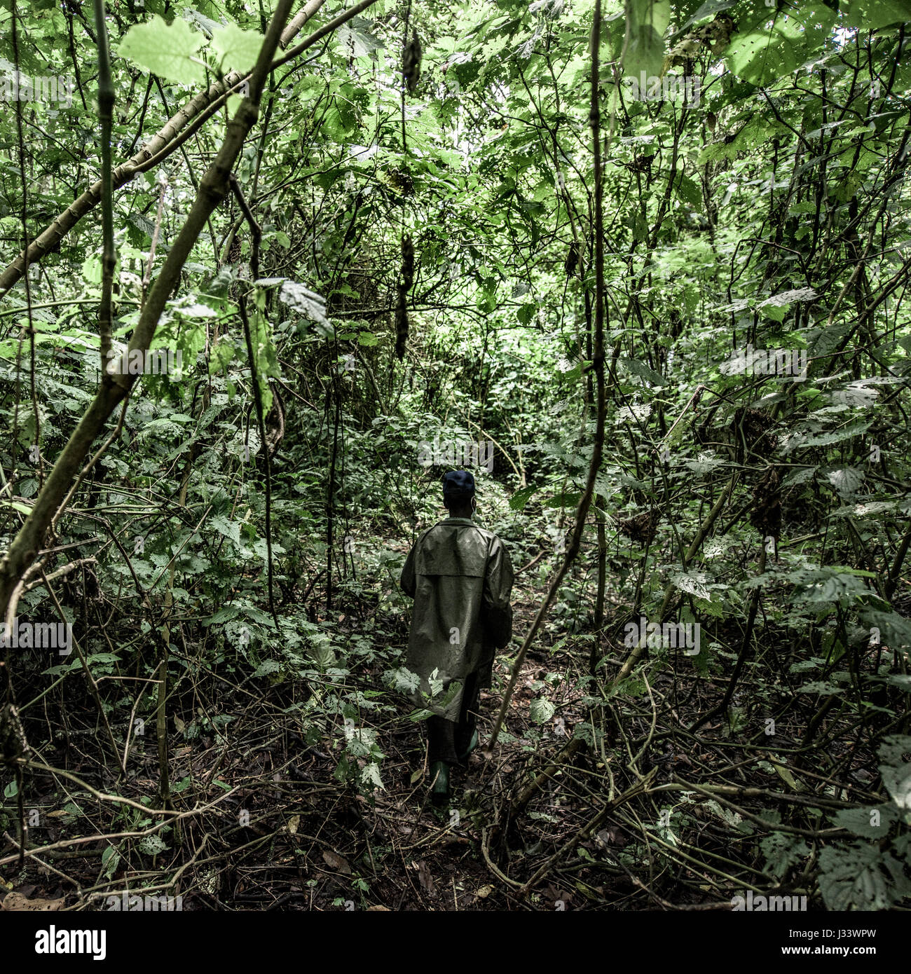 Bei der alten Waldbestands, RDC Stockfoto