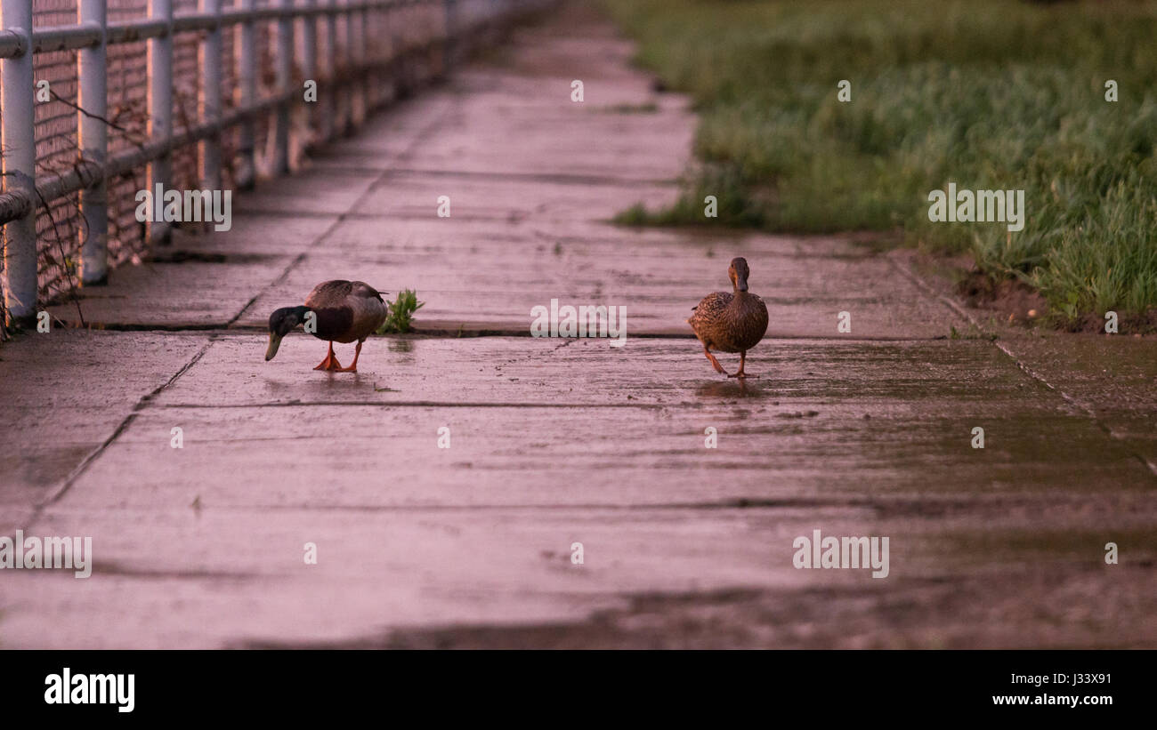 Zwei Enten watscheln auf einen Gehweg auf der Suche nach Nahrung, wie Regen fällt. Stockfoto