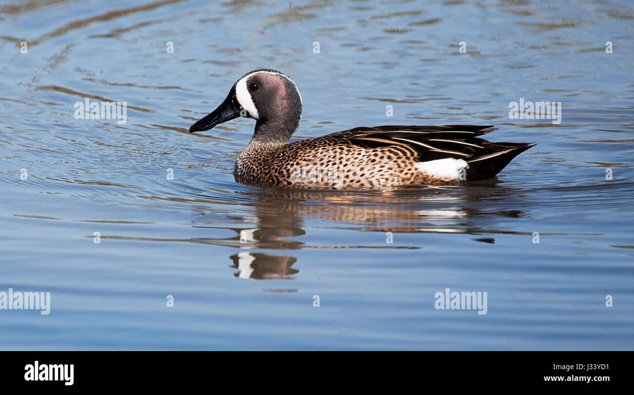 Blue-winged teal Ente schwimmen Stockfoto