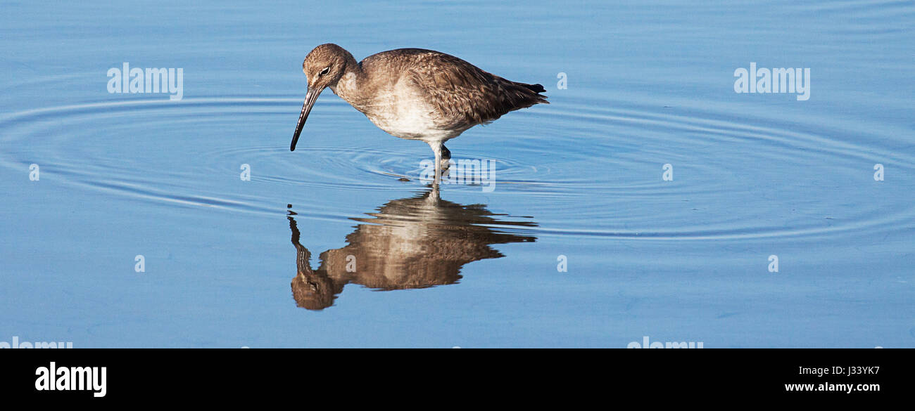 Willet Vogel im Wasser mit Reflektion Stockfoto