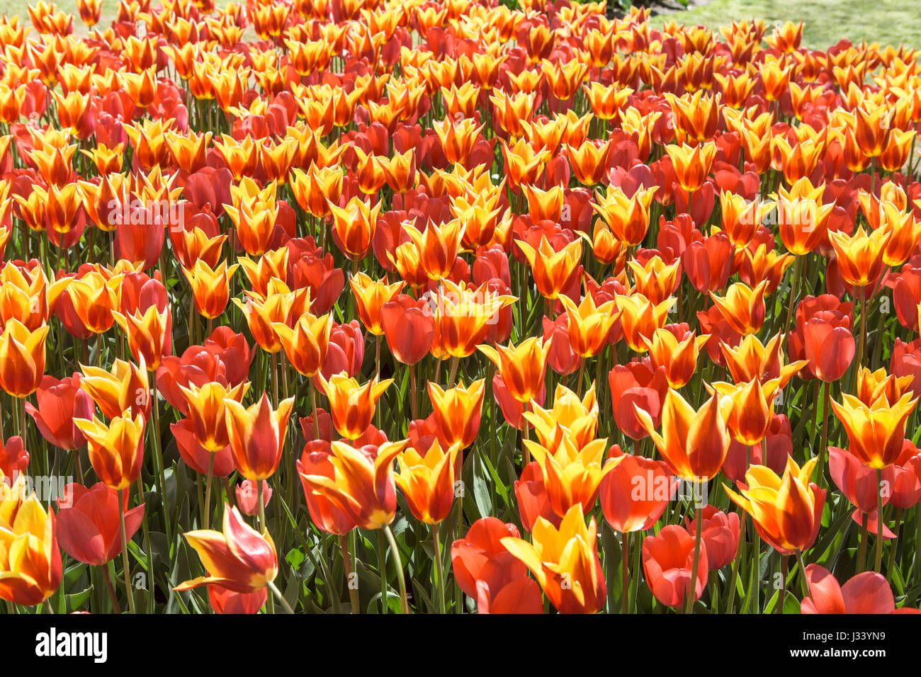 Verschiedenen Blumenarrangements von Keukenhof Blumengarten Holland 2017 Stockfoto