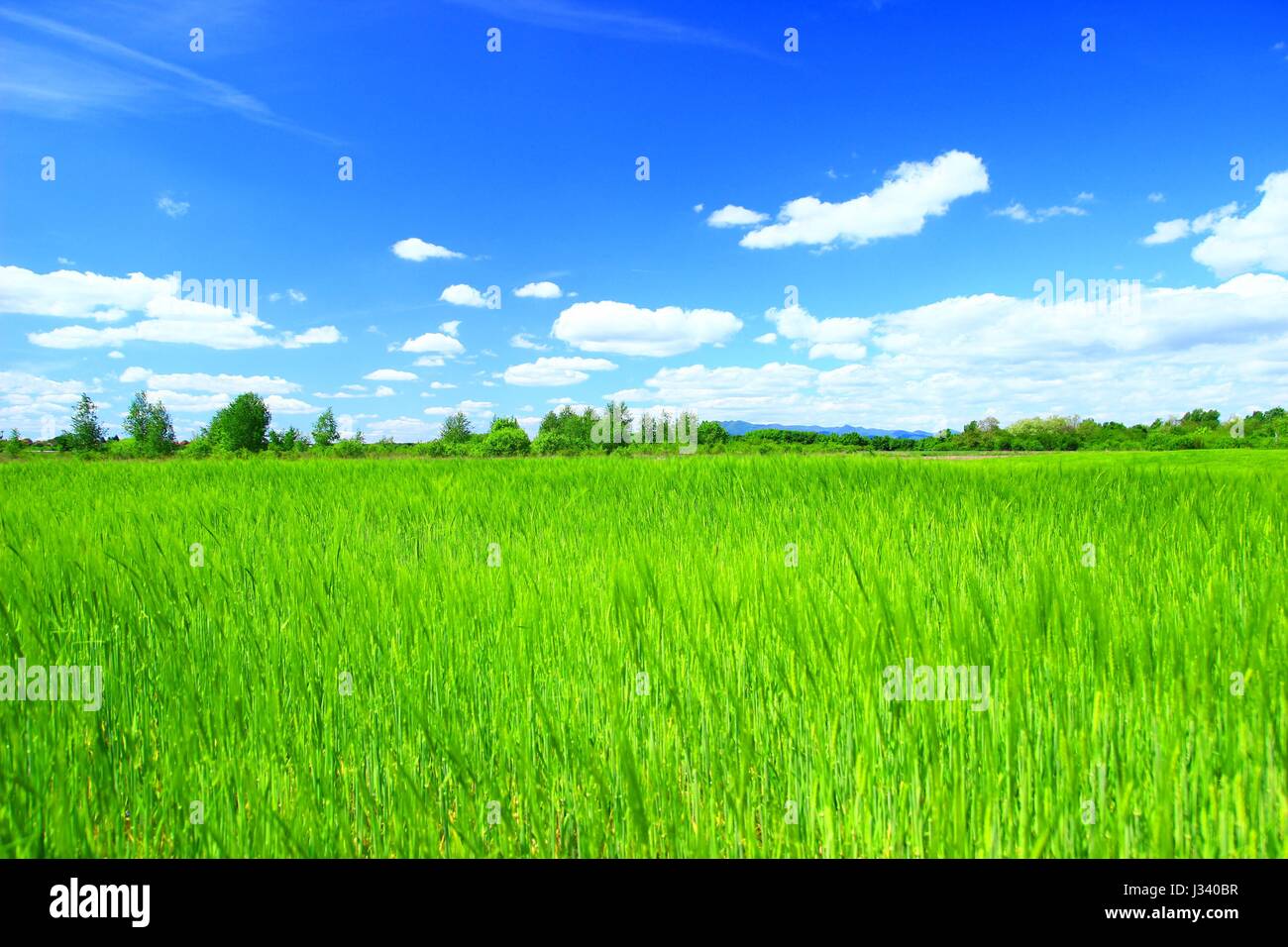 Landschaft-Tapete mit grünen Weizenfeld und blauer Himmel mit Wolken Stockfoto